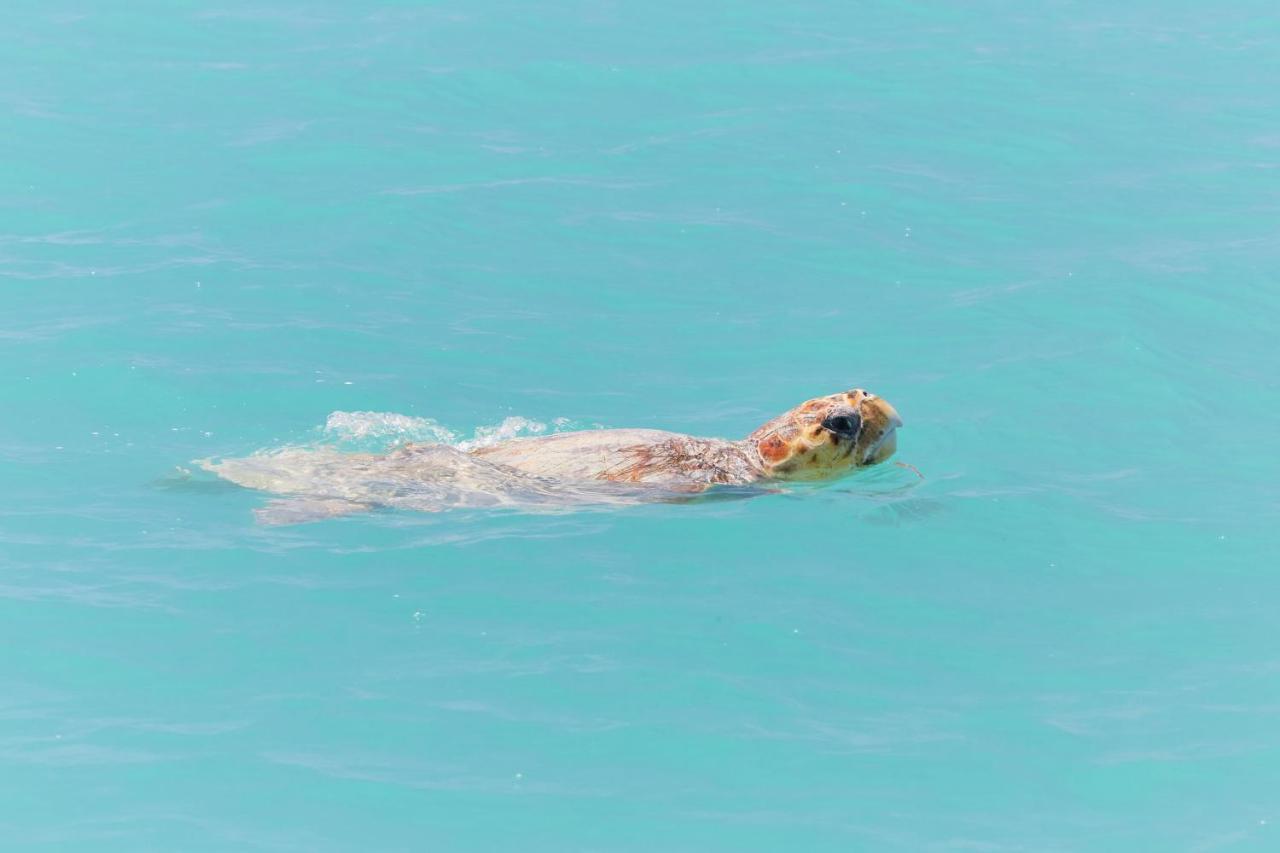 Rac Monkey Mia Dolphin Resort Bagian luar foto